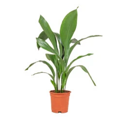 Aspidistra - Cast Iron Plant -Greencore Store Aspidistra Cast Iron Plant 17x70cm
