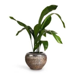 Aspidistra - Cast Iron Plant -Greencore Store Aspidistra Cast Iron Plant 17x80cm Luxe Lite Layer Globe Planter Bronze 28x20cm de5057ff 148b 4c39 9039 d945d87d5572