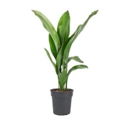 Aspidistra - Cast Iron Plant -Greencore Store Aspidistra Cast Iron Plant 19x80cm