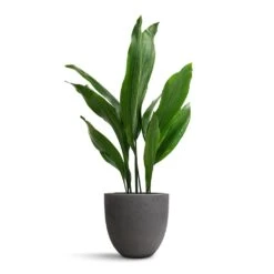 Mini Jesslyn Plant Pot - Black Washed -Greencore Store Aspidistra Cast Iron Plant 19x80cm Mini Jesslyn Plant Pot Black Washed 25x21cm 2ecd7d84 84e6 4921 8e66 f8a67eb2b295