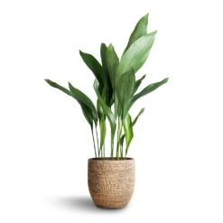 Aspidistra - Cast Iron Plant -Greencore Store Aspidistra Cast Iron Plant 21x90cm Cas Plant Pot Sahara 25x23cm b9a980d0 8ab9 4868 a962 8d07c25c75fe