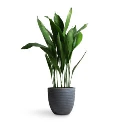 Aspidistra - Cast Iron Plant -Greencore Store Aspidistra Cast Iron Plant 24x110cm Angle Couple Plant Pot Grey 30x28cm 6aa06c57 69aa 4e4d af04 a78dc3c92abe