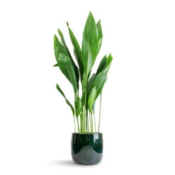 Aspidistra - Cast Iron Plant -Greencore Store Aspidistra Cast Iron Plant 24x110cm Babet Plant Pot Pine 27x23cm