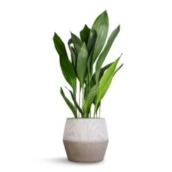 Harley Plant Pot - Ridged White Stripe -Greencore Store Aspidistra Cast Iron Plant 24x110cm Harley Cement Stone Plant Pot Granite Grey 37x34cm