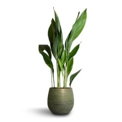Aspidistra - Cast Iron Plant -Greencore Store Aspidistra Cast Iron Plant 24x110cm Lydia Plant Pot Shiny Green 31x28cm bdc227fa 823a 4873 85e1 bfbce4f56c1c