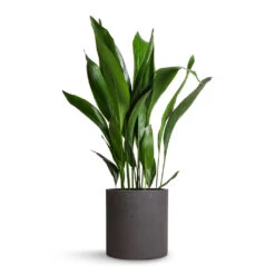 Aspidistra - Cast Iron Plant -Greencore Store Aspidistra Cast Iron Plant 24x110cm Max Plant Pot Black Washed 30x30cm