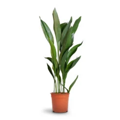Aspidistra - Cast Iron Plant -Greencore Store Aspidistra Cast Iron Plant 24x110cm 12d6a488 4f3c 4a98 adc7 228e66c48a6a