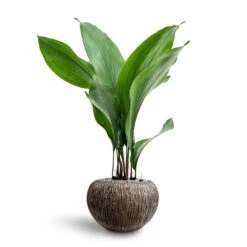 Luxe Lite Waterfall Globe Planter - Bronze -Greencore Store Aspidistra Cast Iron Plant Hydroculture Luxe Lite Waterfall Globe Planter Bronze