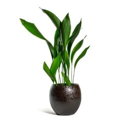 Kae Plant Pot - Mocha -Greencore Store Aspidistra Cast Iron Plant Kae Plant Pot Mocha 3f386780 9c79 4236 9def 4288bc96eaa8