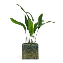 Lava Cube Relic Planter - Jade -Greencore Store Aspidistra Cast Iron Plant Lava Cube Relic Planter Jade