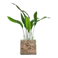 Lava Cube Relic Planter - Pink -Greencore Store Aspidistra Cast Iron Plant Lava Cube Relic Planter Pink