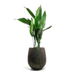 Opus Hit Darcy Planter - Gold -Greencore Store Aspidistra Cast Iron Plant Opus Hit Darcy Planter Gold