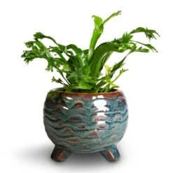 Dewi Plant Pot - Marrakesh 32 Dewi Plant Pot - Marrakesh -Greencore Store Asplenium CrissieAmy Birds NestFern 21x16cm 3f534381 acfd 4cee bd1b 78142899bd4c