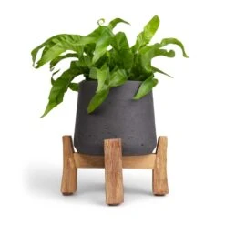 Patt Plant Pot - Low Stand - Black Washed -Greencore Store Asplenium Hurricane Twisted Bird s Nest Fern 12x20cm Patt Plant Pot Low Stand Black Washed 20x21cm 2 24ee239f 6a72 45ae a024 b681e4f3ae81