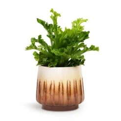 Asplenium Leslie - Crested Birds Nest Fern -Greencore Store Asplenium Leslie Crested Birds Nest Fern 12x20cm Alice Plant Pot Caramel 15x14cm