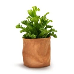 Asplenium Leslie - Crested Birds Nest Fern -Greencore Store Asplenium Leslie Crested Birds Nest Fern 12x20cm Juna Plant Basket Cognac 14x14cm