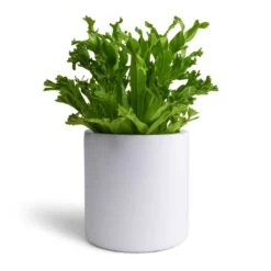 Puk Essentials Planter - Matt White -Greencore Store Asplenium Leslie Crested Birds Nest Fern 12x20cm Puk Planter Matt White 15x15cm aa34af7b 0c01 4501 8871 432fb4441f4a
