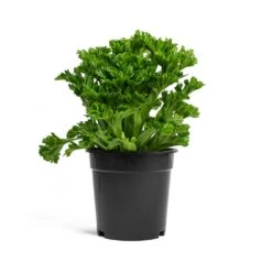 Asplenium Leslie - Crested Birds Nest Fern -Greencore Store Asplenium Leslie Crested Birds Nest Fern 17cm