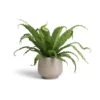 Asplenium Osaka - Japanese Bird's Nest Fern -Greencore Store Asplenium Osaka Japanese Bird s Nest Fern 17x50 Mini Pixie Plant Pot Grey Washed 24x20cm