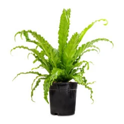 Asplenium Osaka - Japanese Bird's Nest Fern -Greencore Store Asplenium Osaka Japanese Bird s Nest Fern 17x50cm 2