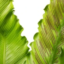 Asplenium Osaka - Japanese Bird's Nest Fern -Greencore Store Asplenium Osaka Japanese Bird s Nest Fern 17x50cm