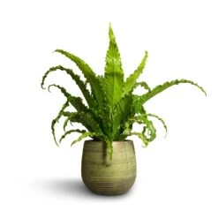 Asplenium Osaka - Japanese Bird's Nest Fern -Greencore Store Asplenium Osaka Japanese Bird s Nest Fern 17x50cm Lydia Plant Pot Shiny Green 22x20cm 2382bcc5 5386 4abe a600 c903891522c1