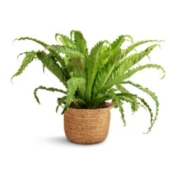 Asplenium Osaka - Japanese Bird's Nest Fern -Greencore Store Asplenium Osaka Japanese Bird s Nest Fern 17x50cm Nelis Plant Basket Natural 23x20cm 31f8e6af 287b 4e52 98d8 3ccd2af6443e
