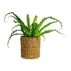 Asplenium Osaka - Japanese Bird's Nest Fern -Greencore Store Asplenium Osaka Japanese Bird s Nest Fern Ido Plant Baskets Set of 5 Natural
