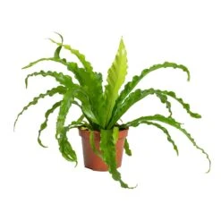 Asplenium Osaka - Japanese Bird's Nest Fern -Greencore Store Asplenium Osaka Japanese Birds Nest Fern 12x25cm