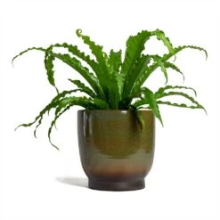Asplenium Osaka - Japanese Bird's Nest Fern -Greencore Store Asplenium Osaka Japanese Birds Nest Fern 17x50cm Linn Plant Pot Deep Green 25x25cm