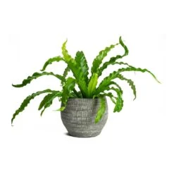 Asplenium Osaka - Japanese Bird's Nest Fern -Greencore Store Asplenium Osaka Japanese Birds Nest Fern Koen Brown Plant Pot