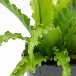 Asplenium Osaka - Japanese Bird's Nest Fern -Greencore Store Asplenium Osaka Japanese Birds Nest Fern Leaves