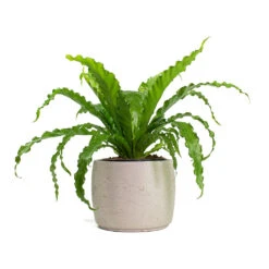 Mini Valerie Plant Pot - Grey Washed -Greencore Store Asplenium Osaka Japanese Birds Nest Fern Mini Valerie Plant Pot Grey Washed