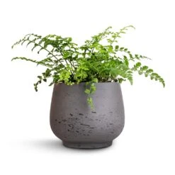Mini Pixie Plant Pot - Black Washed -Greencore Store Asplenium Parvati Mother Fern 12x25cm Mini Pixie Plant Pot Black Washed 18x15cm