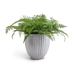 Lagos Plant Pot - Cement -Greencore Store Asplenium Parvati Mother Fern 17x40cm Lagos Plant Pot Cement 20x20cm 5045cd2a a65d 43f5 ac45 a5abee9f0caa