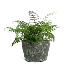 Lava Couple Straight Relic Planter - Jade -Greencore Store Asplenium Parvati Mother Fern Lava Couple Straight Relic Planter Jade