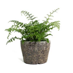 Lava Couple Straight Relic Planter - Rust -Greencore Store Asplenium Parvati Mother Fern Lava Couple Straight Relic Planter Rust