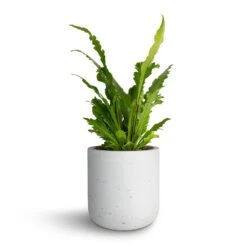 Asplenium Nidus Campio - Champion's Bird's Nest Fern -Greencore Store Asplenium nidus Campio Champion s Bird s Nest Fern 12x30cm Charlie Plant Pot White Washed 15x15cm