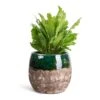 Asplenium Nidus Campio - Champion's Bird's Nest Fern 1 Asplenium Nidus Campio - Champion's Bird's Nest Fern -Greencore Store Asplenium nidus Campio Champion s Bird s Nest Fern 12x30cm Lindy Plant Pot Black Green 19x16cm