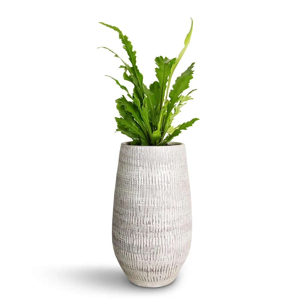 Ryan Plant Vase - White Black 5 Ryan Plant Vase - White Black - Image 4