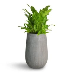 Patt High Plant Vase - Ridged Dark Grey -Greencore Store Asplenium nidus Campio Champion s Bird s Nest Fern 17x40cm Patt High Plant Vase Ridged Dark Grey 29x43cm 7f4238f1 3f2a 481a 87e6 a8f4f846e66c