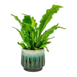 Asplenium Nidus Campio - Champion's Bird's Nest Fern -Greencore Store Asplenium nidus Campio Champion s Bird s Nest Fern alice Plant Pot Ocean