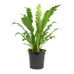 Asplenium Nidus Campio - Champion's Bird's Nest Fern -Greencore Store Asplenium nidus Campio Champions Birds Nest Fern 17cm New