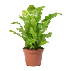 Asplenium Nidus Campio - Champion's Bird's Nest Fern -Greencore Store Asplenium nidus Campio Champions Birds Nest Fern
