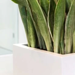Balcony Planter - Matt White -Greencore Store Balcony Planter Matt White Sansevieria