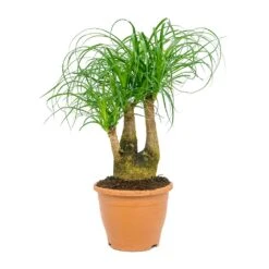Beaucarnea - Pony Tail Palm - Branched -Greencore Store Beaucarnea Pony Tail Palm Branched 23x60cm