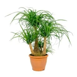 Beaucarnea - Pony Tail Palm - Branched -Greencore Store Beaucarnea Pony Tail Palm Branched 26x75cm