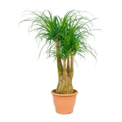 Beaucarnea - Pony Tail Palm - Branched -Greencore Store Beaucarnea Pony Tail Palm Branched 29x90cm