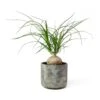 Beaucarnea - Pony Tail Palm - Orb -Greencore Store Beaucarnea Pony Tail Palm Orb Saar Plant Pot Earth Cement