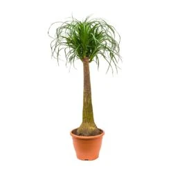 Beaucarnea - Pony Tail Palm - Single Stem -Greencore Store Beaucarnea Pony Tail Palm Single Stem 100cm